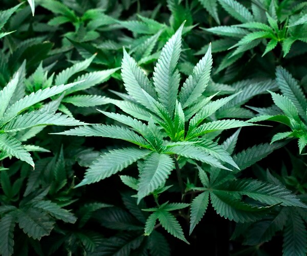 Cannabis Addiction Draws Drugmakers in Search for a Treatment