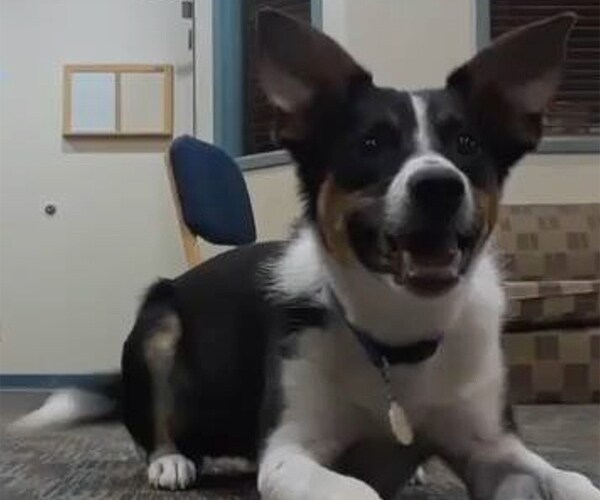 Dog Whispers His Bark: Hear It for Yourself (Video)