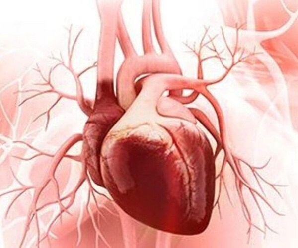 illustration of the heart, arteries, veins