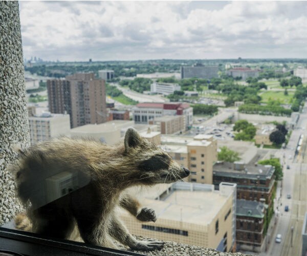 Raccoon Scales Building, Goes Viral Before Being Trapped and Released