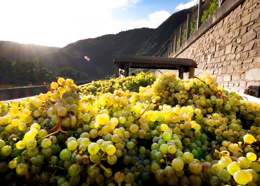 Germany Sees Biggest Wine Harvest since '99 after Hot Summer