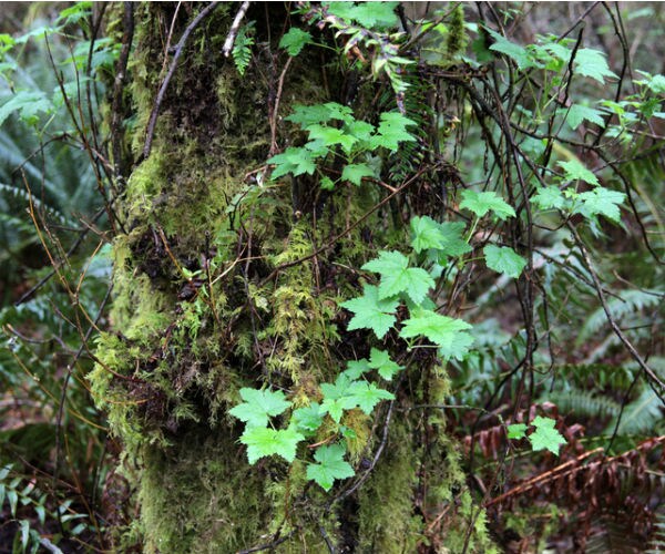 Forestry Regulations Ignite More California Wildfires