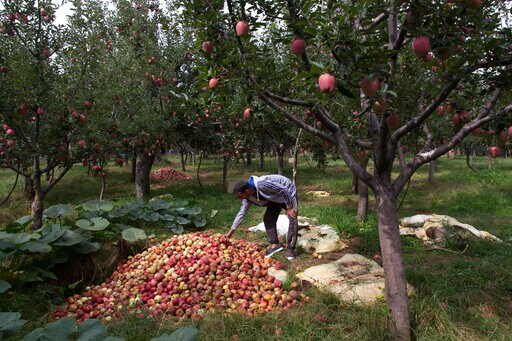 Apple Economy Latest Casualty in Strife-torn Kashmir