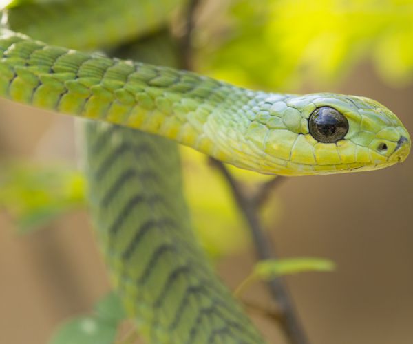 Deadly Snake Found Living in Family's Christmas Tree