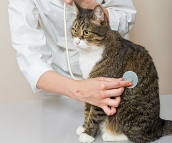 Pet Health Insurance: Is It Worth the Cost? 