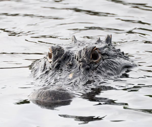 an alligator in the water
