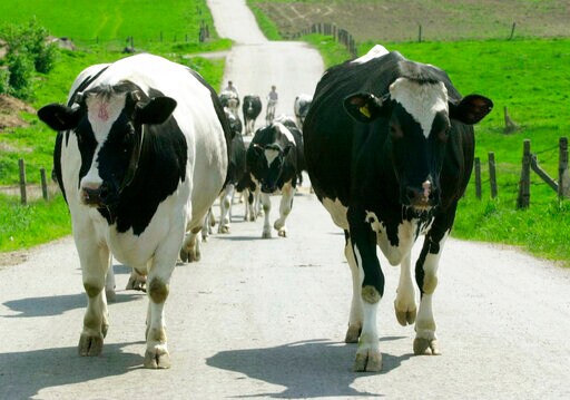 EU Inspectors in Poland after Export of Meat from Sick Cows