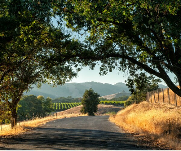 Sonoma State Stabbing: 1 Dead, 1 Arrested in California