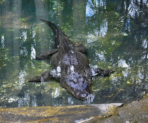 crocodile