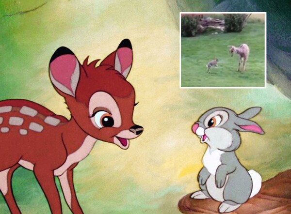 Deer, Rabbit in Colorado Are BFF – Like Bambi and Thumper