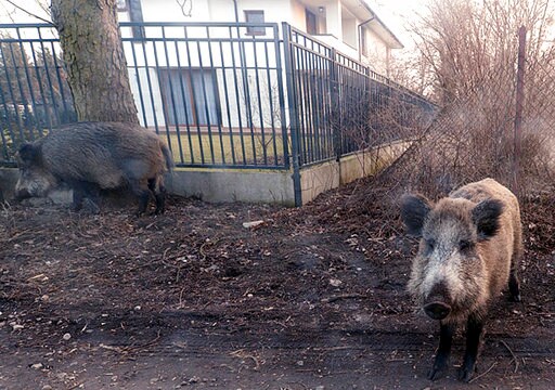 EU OKs Poland's Wild boar Slaughter to Fight Swine Disease