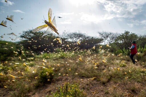 East Africa's Huge Locust Outbreak Now Spreads to Congo
