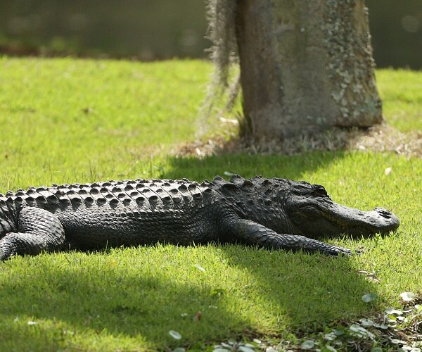 alligator lays in grass