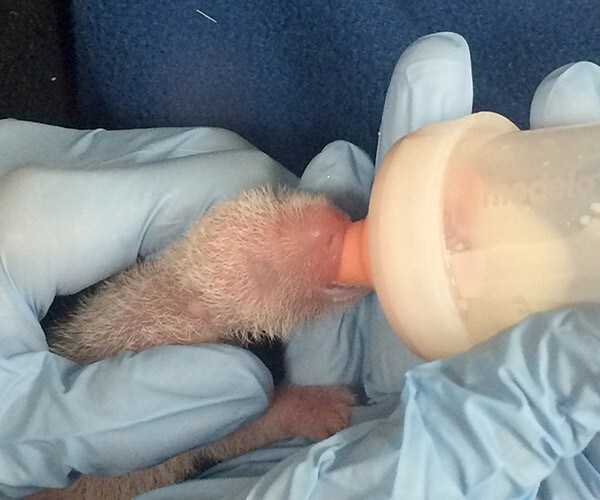 Smaller of Two Newborn Pandas at US Zoo Dies