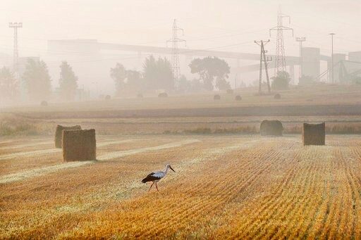 White Storks Leave Polish Nests Early after Hot, Dry Summer
