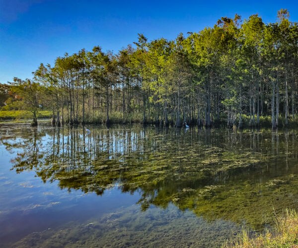 Justices Give Florida Narrow Win in Water Fight With Georgia