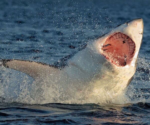 Australia Girl Shark Encounter: Great White Knocks Her off Kayak
