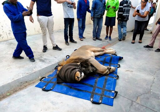 Escaped Lion Spends Night in Jail Cell in South Africa