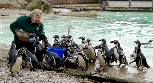 From Aardvarks to Zebras: London Zoo Counts Its Creatures