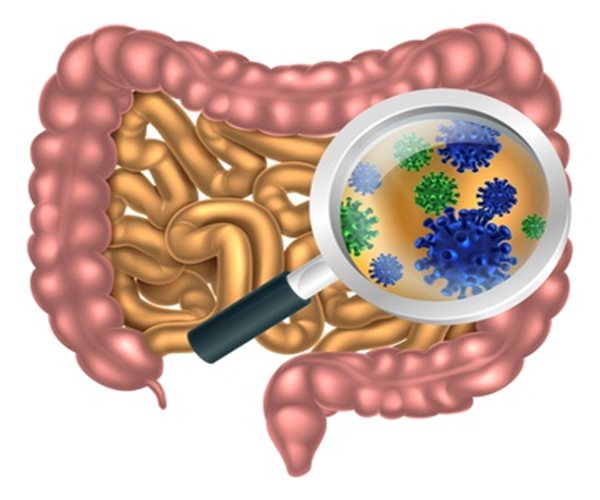Good Gut Bugs Help Cancer Immunotherapy Drugs Work