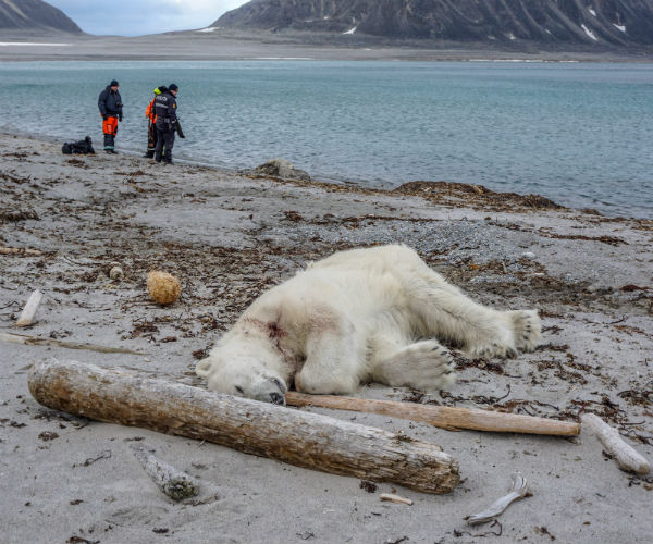 Polar Bear Shot Dead after Wounding Cruise Ship Worker