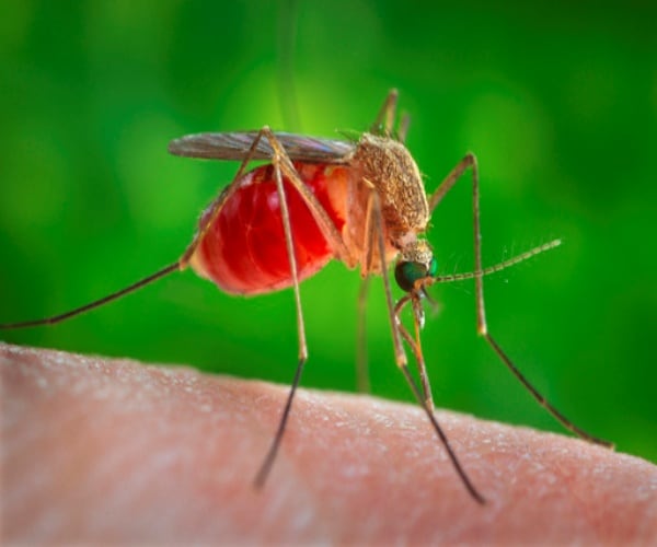 close-up of mosquito biting a person