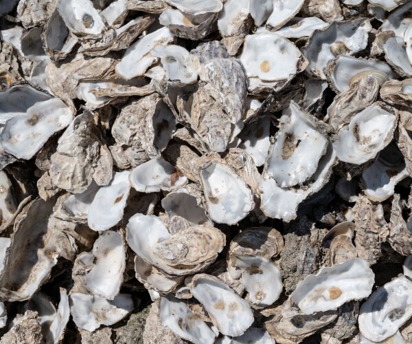 Oysters in La Rochelle, western France.