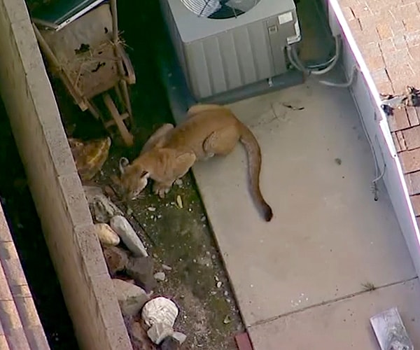 Mountain Lion in Azusa California Tranquilized, Hauled Away