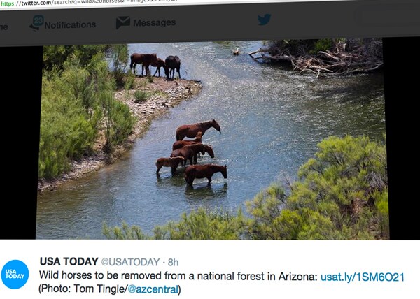 Tonto National Forest: Horses Living Near Salt River to Be Impounded