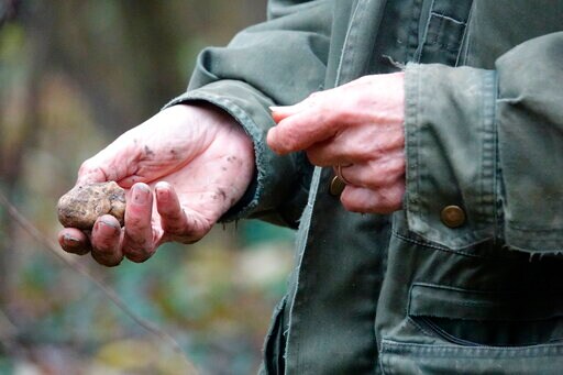 Italy's White Truffle Hunters Worry about Climate Change