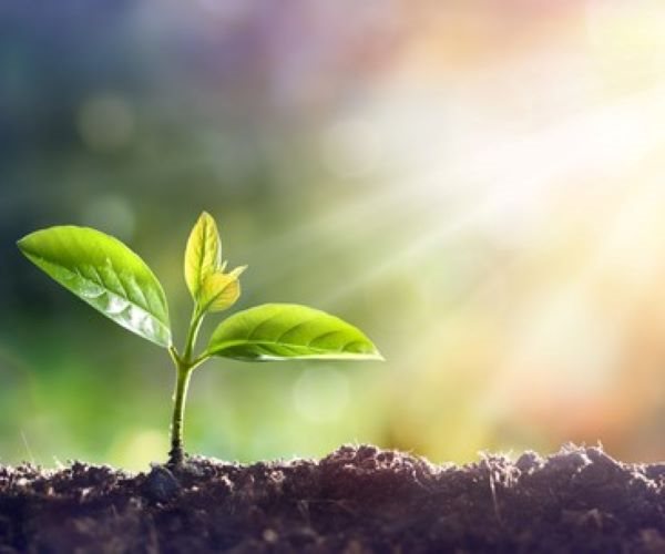 plants in moon soil grow