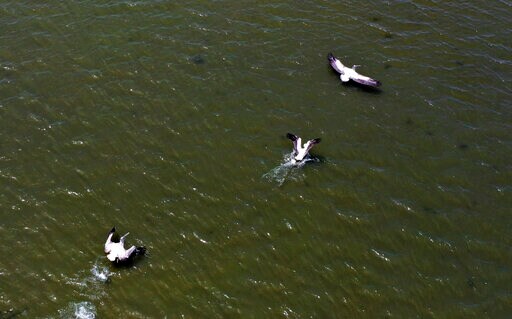 Colony of Shy Albanian Pelicans Flourishes During Pandemic