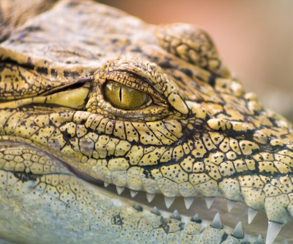 Australia Giant Crocodile Trapped Near Tourist Gorge