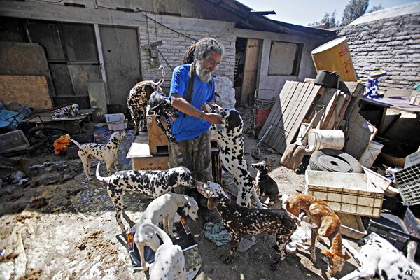 'Dalmatian Man' and 42 Spotted Pooches He Rescued Risk Eviction