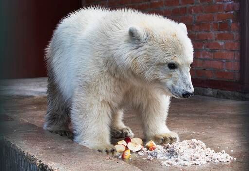 Russian Military Flies Polar Bear from Far East to Moscow
