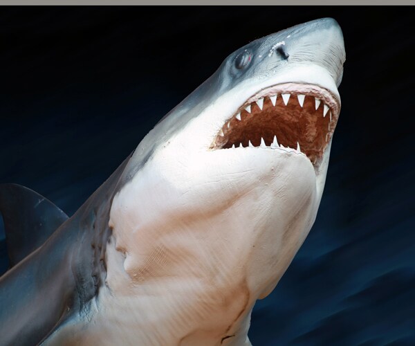 Shark at Texas' Crystal Beach Attacks Swimmer