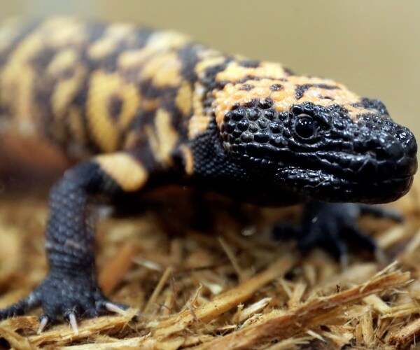 Gila monster