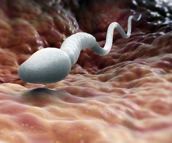 Global Warming Could Reduce Male Fertility