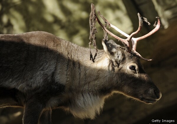 Reindeer Threatened by Shrinking Habitat, Climate Change