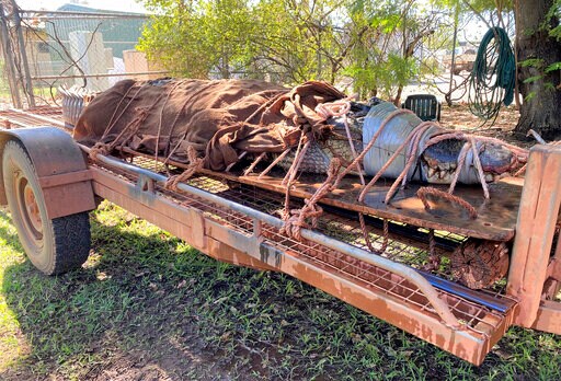 770-pound Crocodile Caught at Outback Tourist Destination