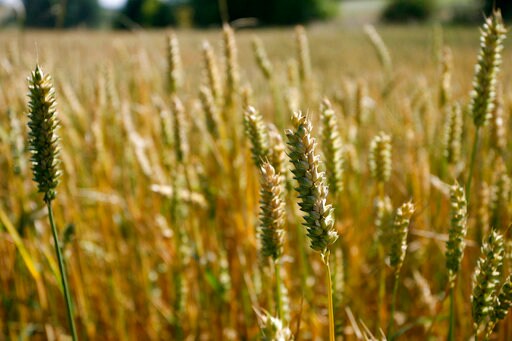 German Researchers Sequence Rye Genome for First Time