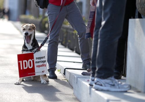 Dogs for Marriage Equality