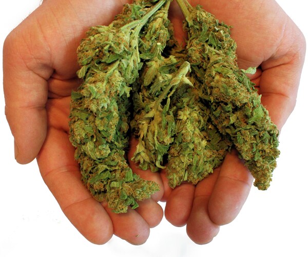 hands holding marijuana