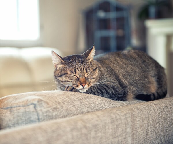 A cat sleeping on a couch