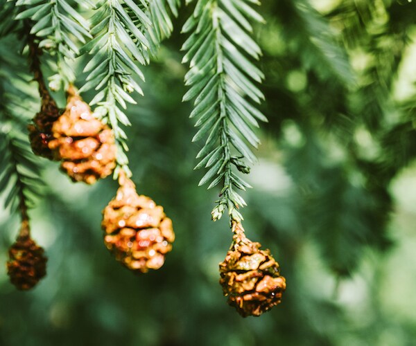 Mount Vernon Tree From Washington's Days Chopped Down by Nor'easter