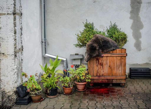 Romanian Leader: Officials Mishandled Bear Shooting