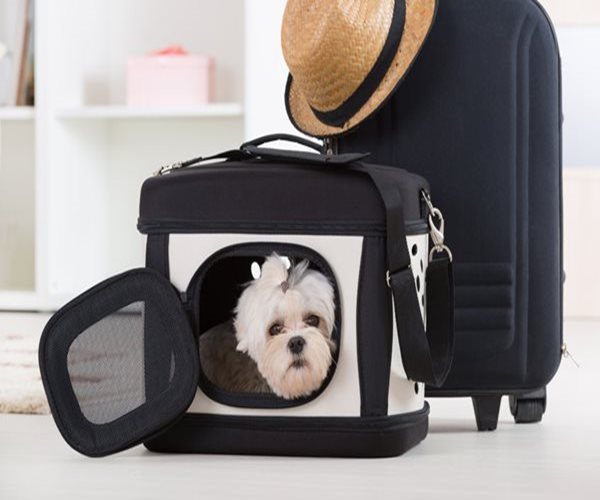 Keep Your Pet Safe on Vacation