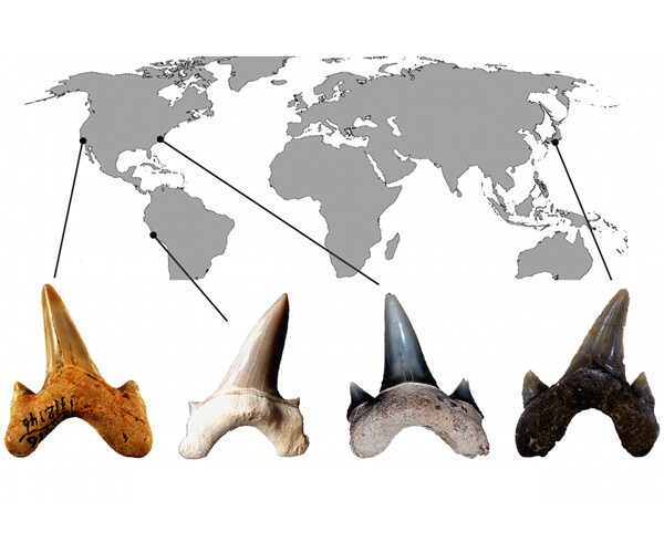 New Shark Species: Teeth of Mega Killer Finally Nail Name