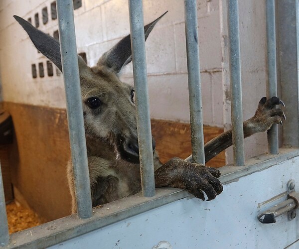 a kangaroo in a horse stall in fort lauderdale florida