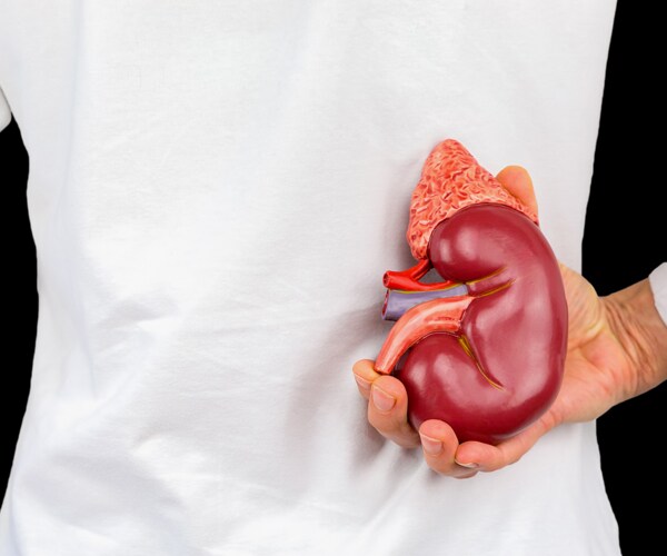 a doctor holding a model of a kidney up to his back